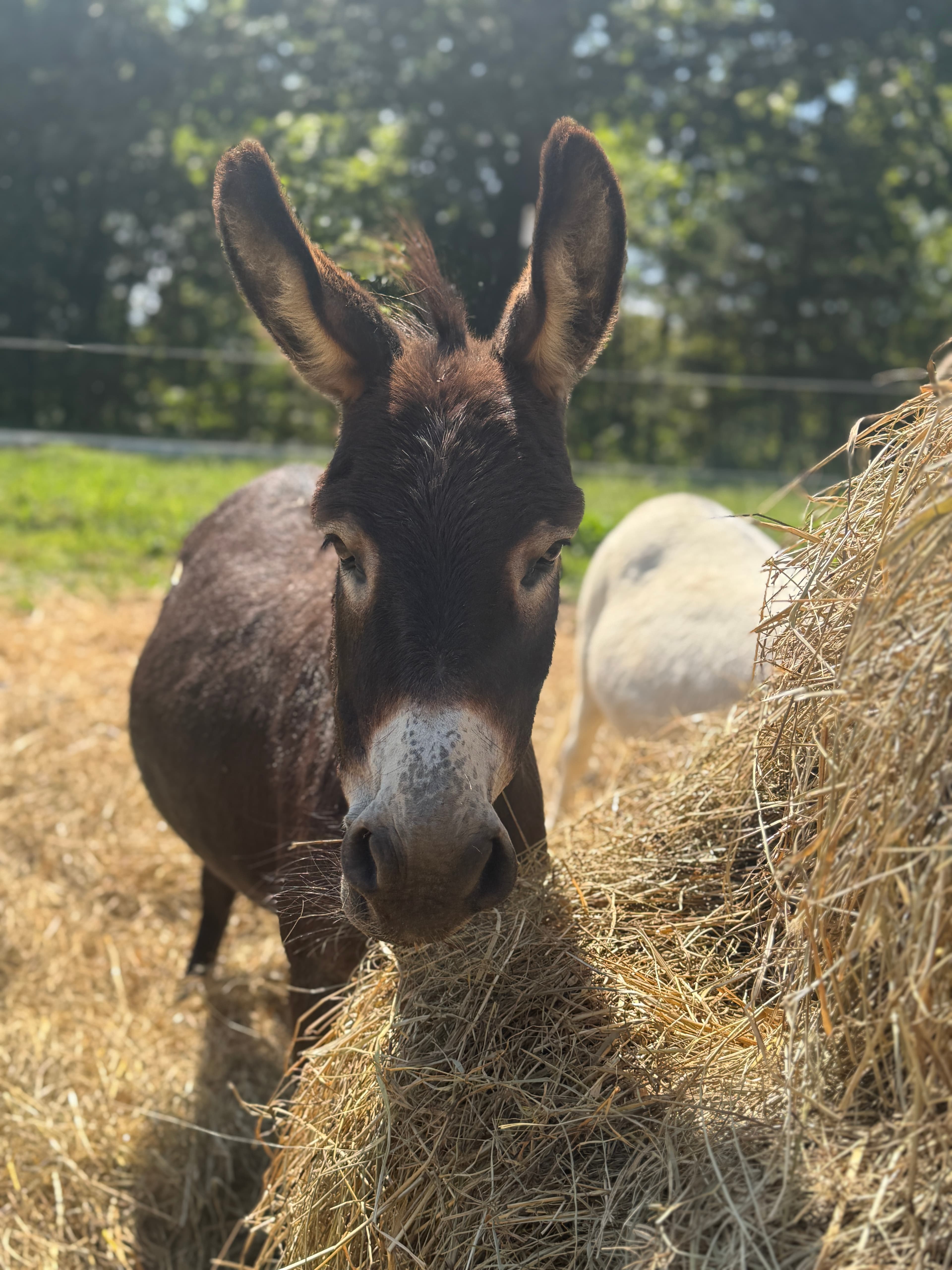 Photo of Bourbon
