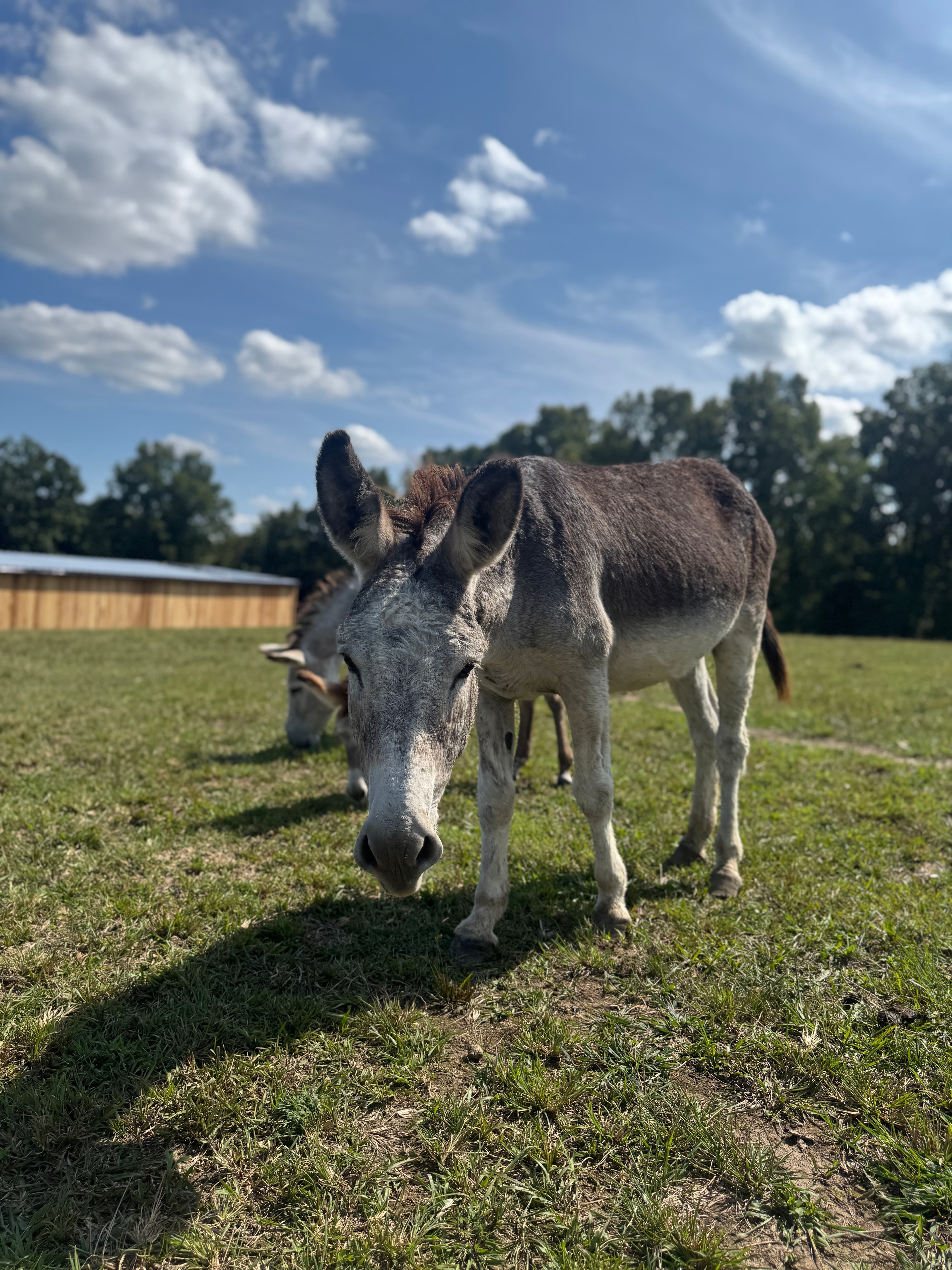 Photo of Bindi