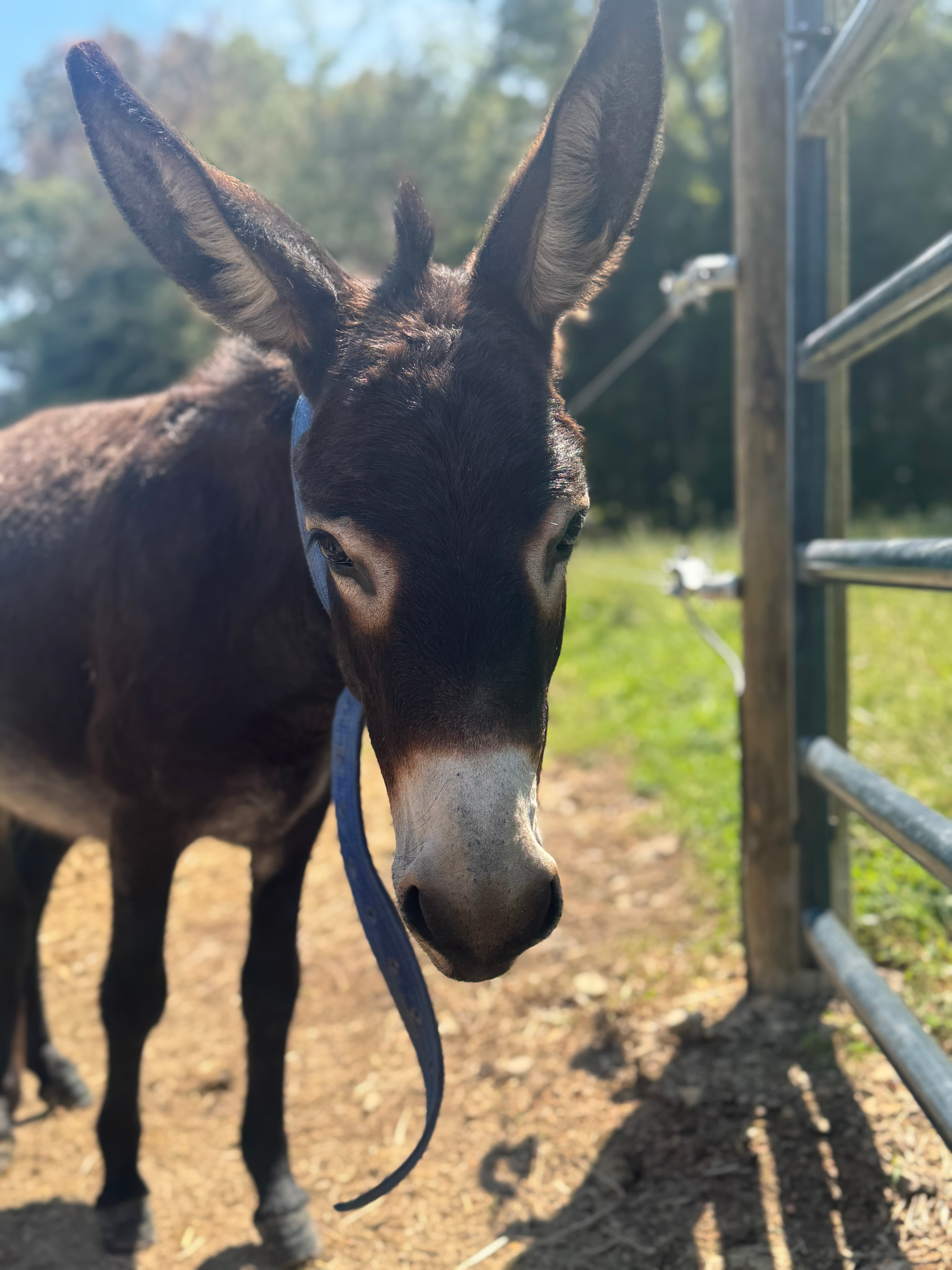 Photo of Brownie