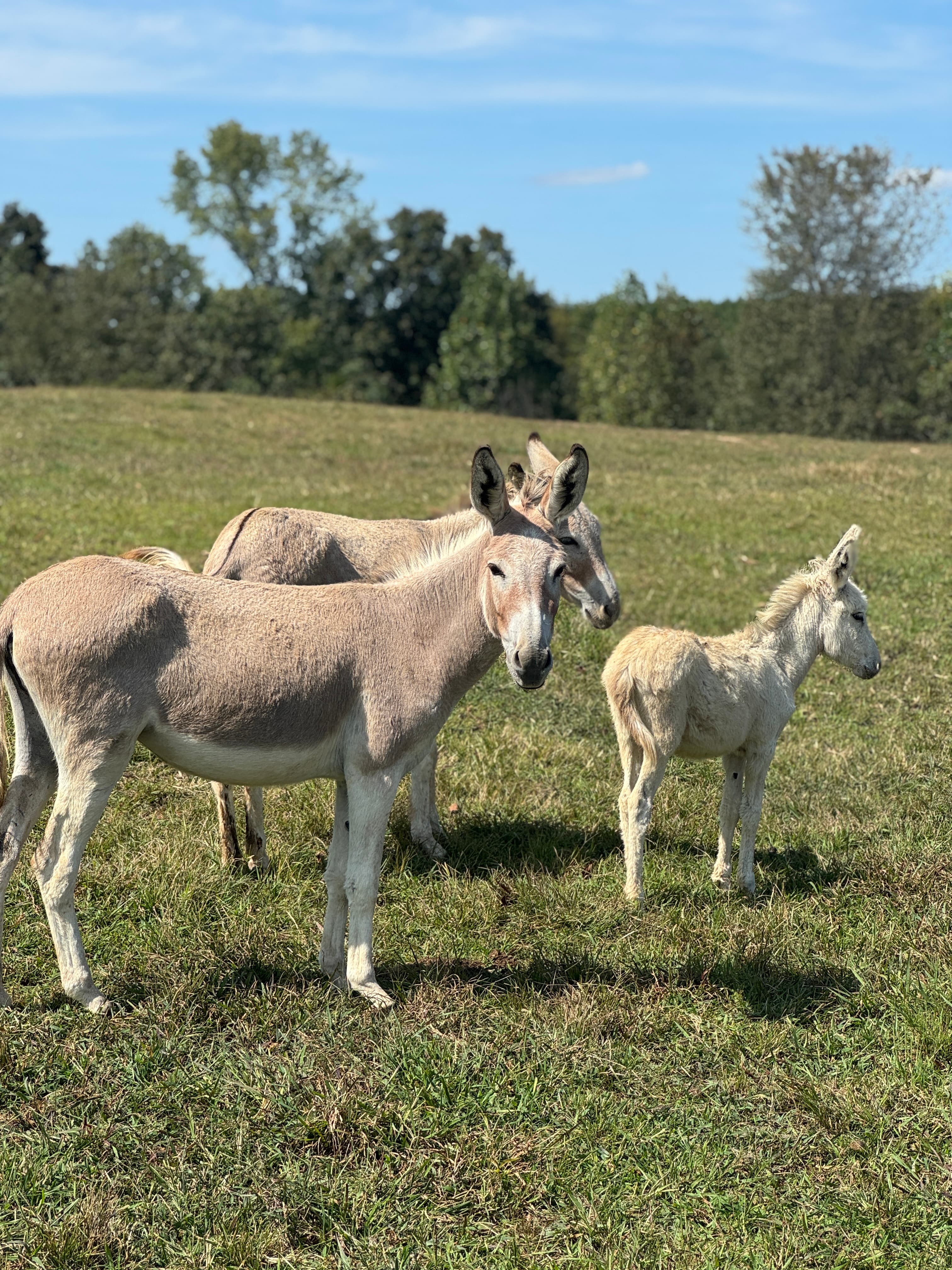 Photo of Echo