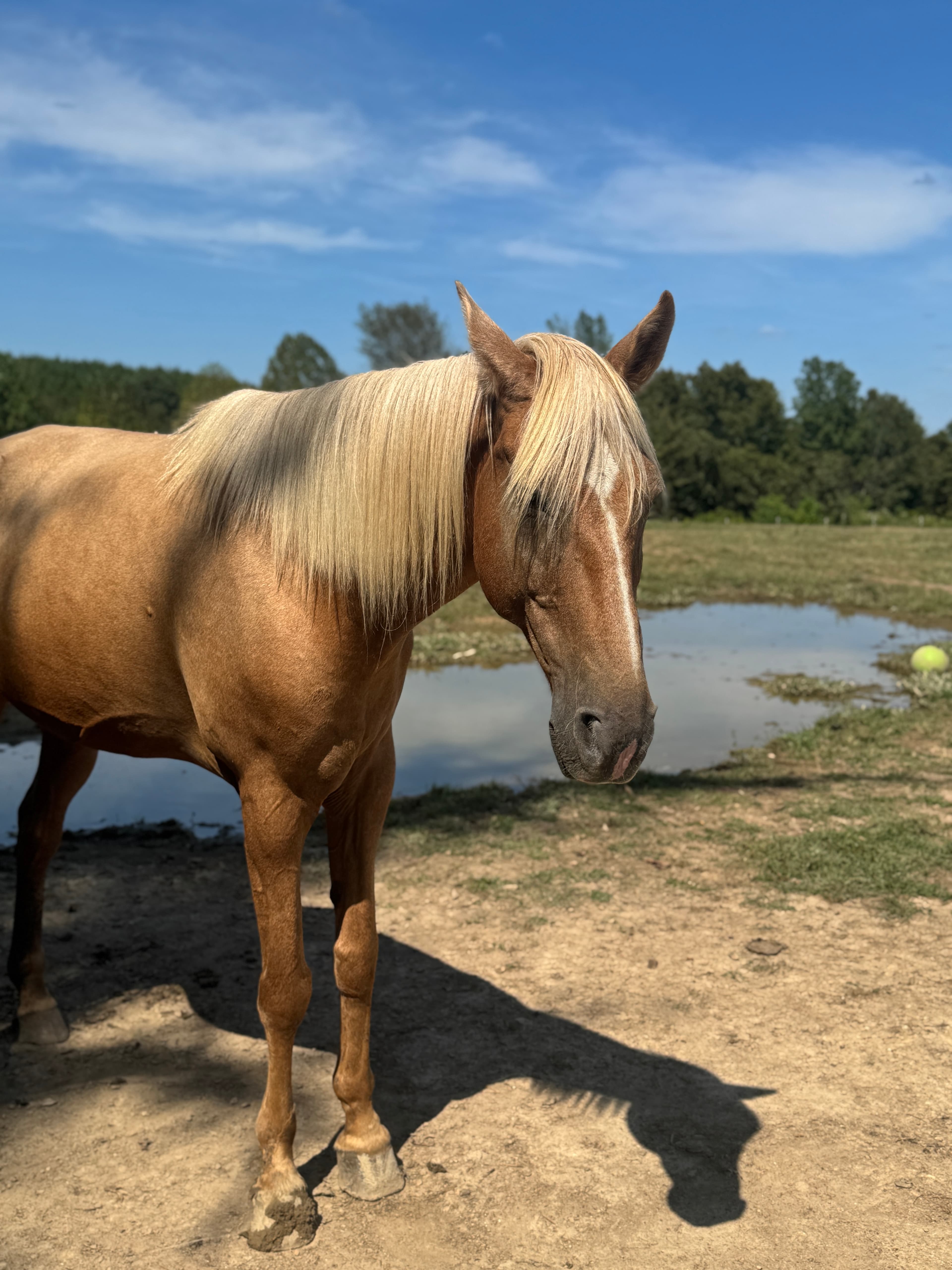 Photo of Lucky