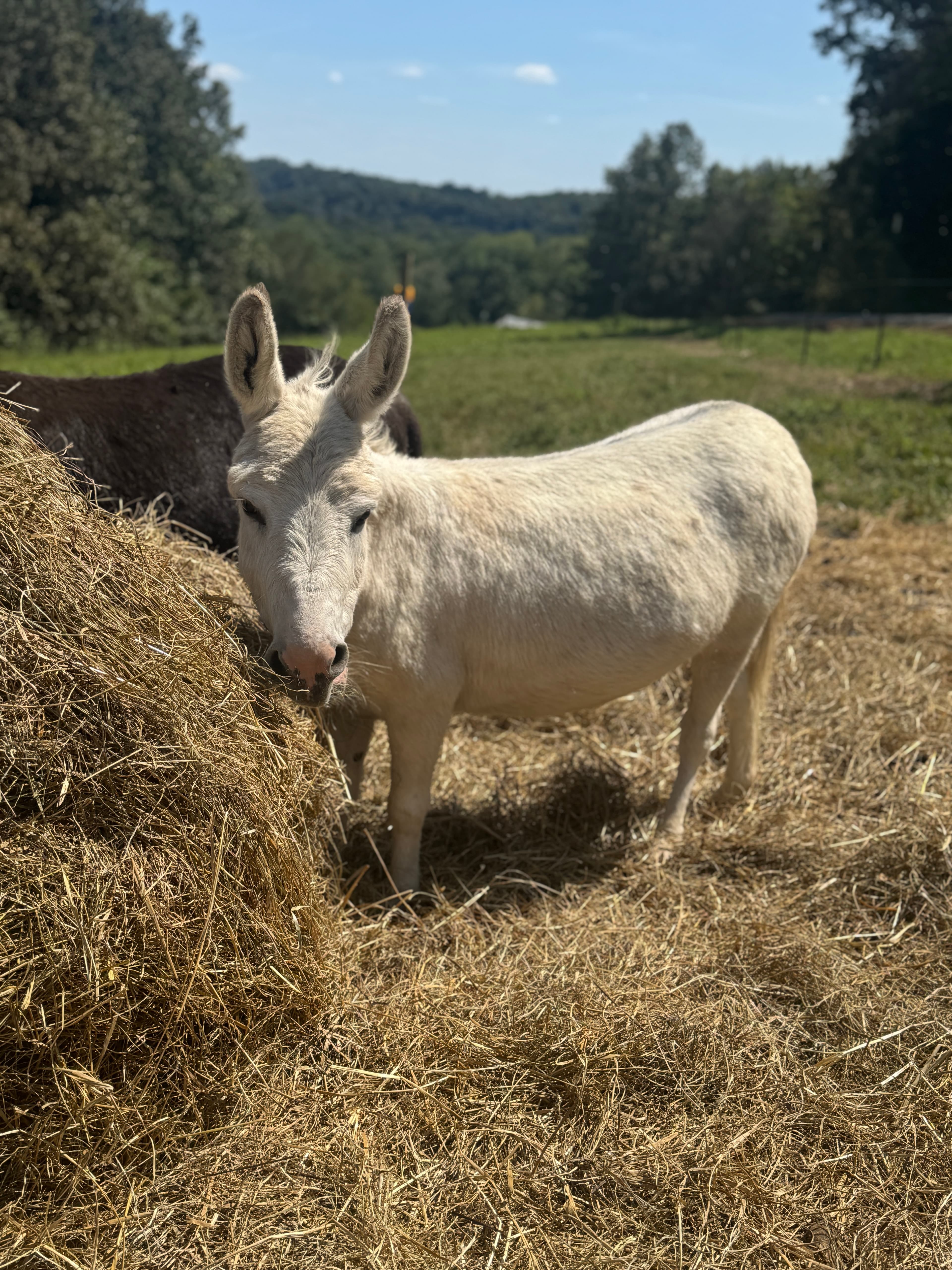 Photo of Belle