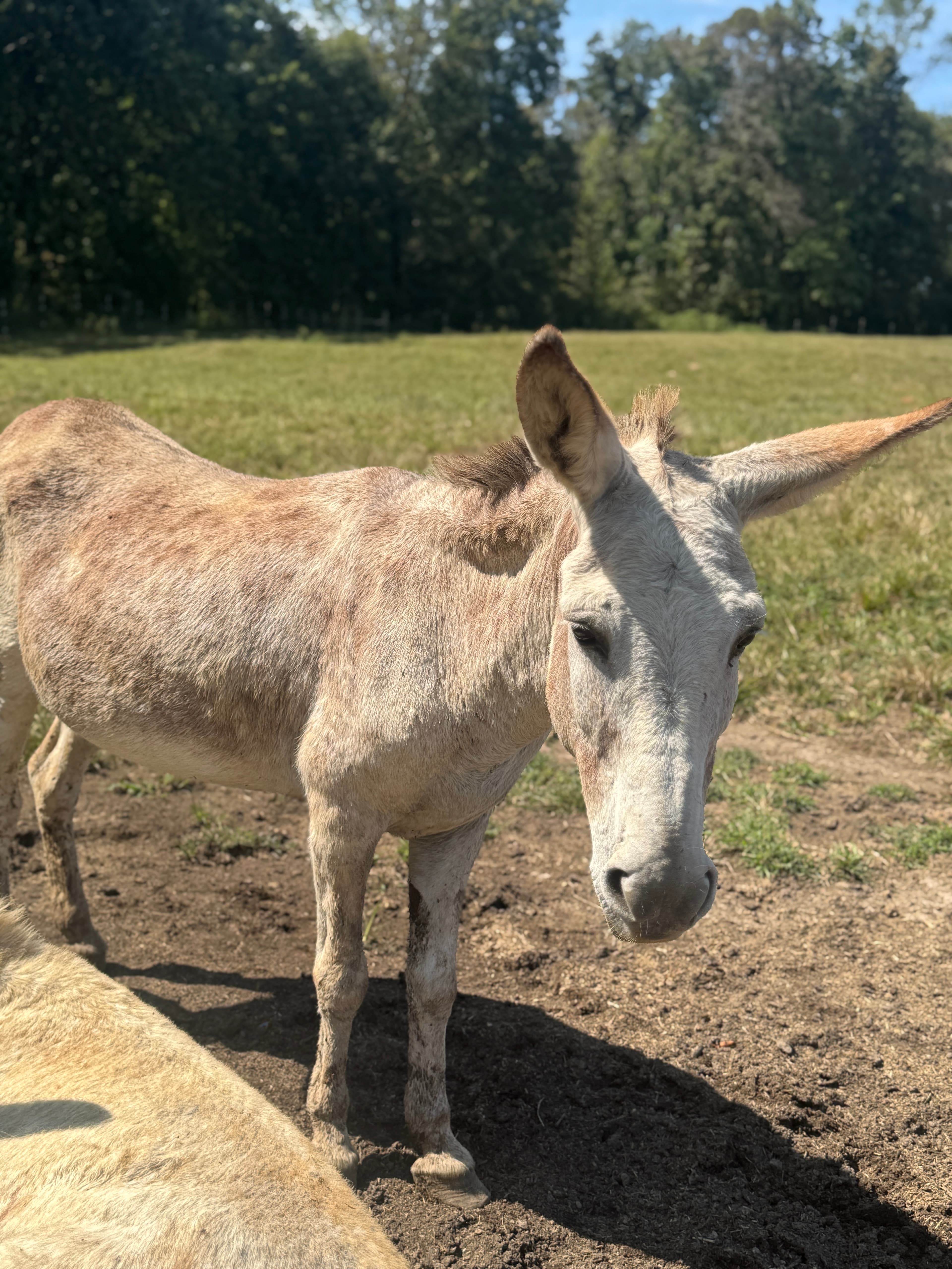 Photo of Gertrude