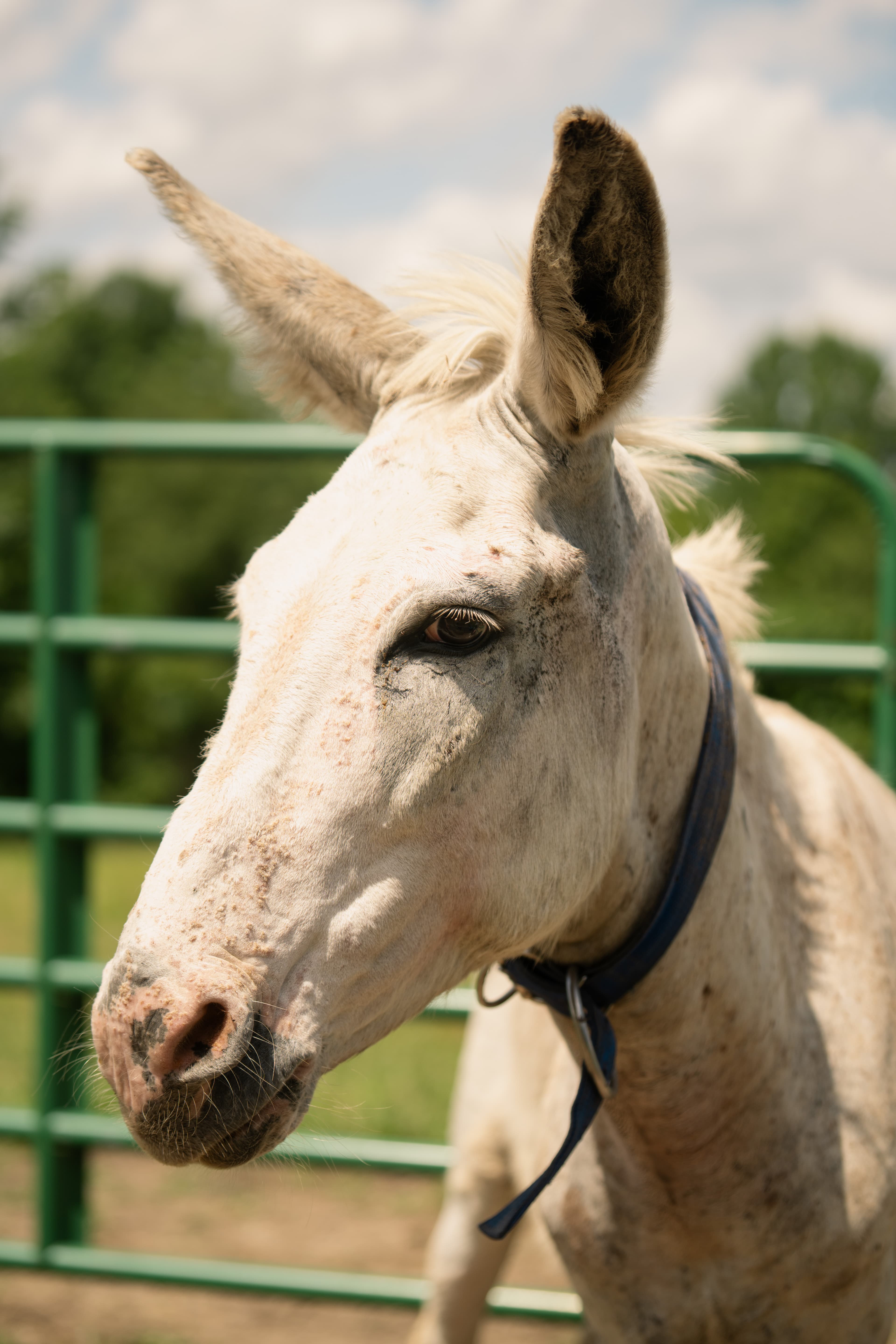 Photo of Knight