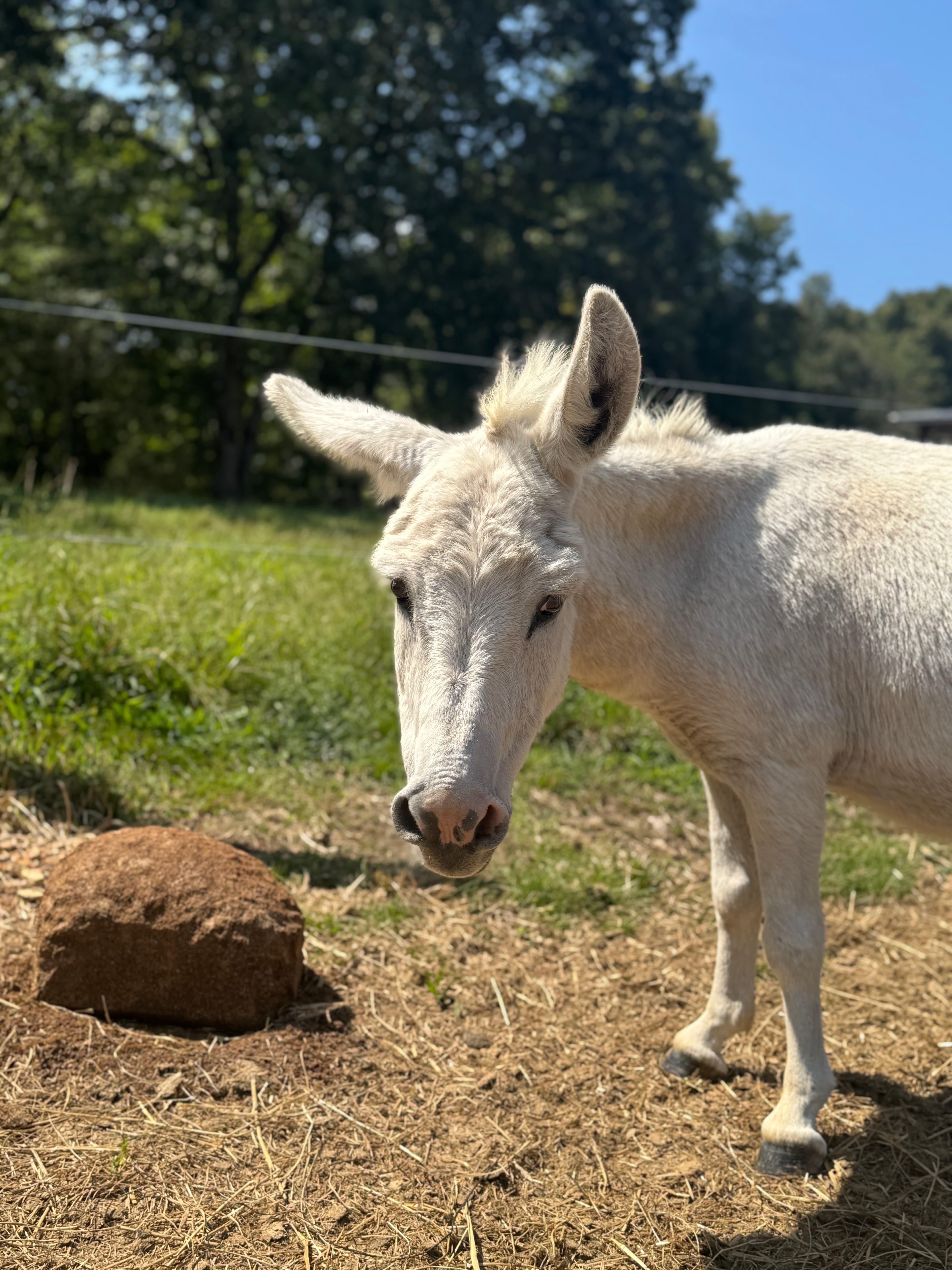 Photo of Midge