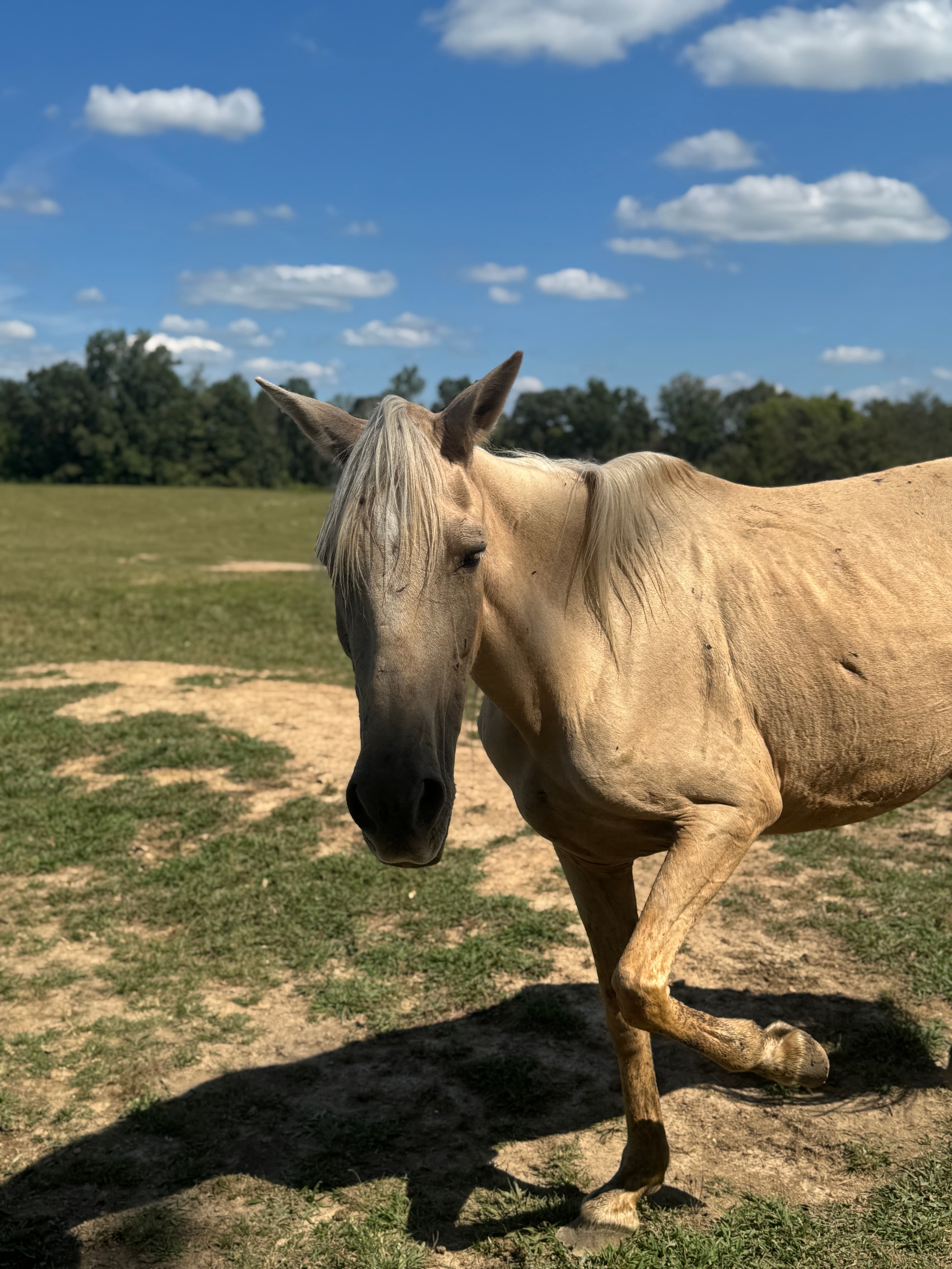 Photo of Goldie
