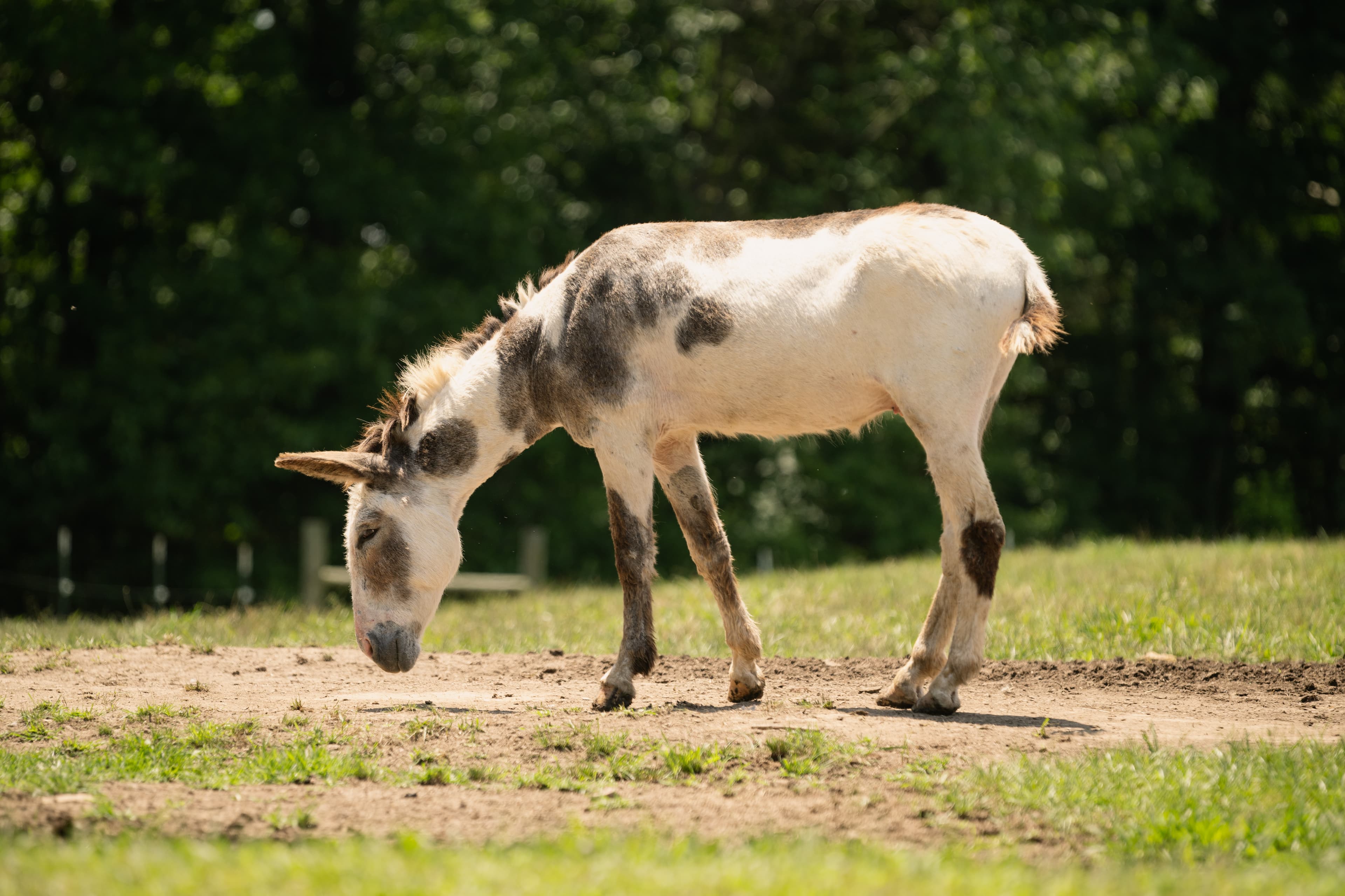 Photo of Moo moo