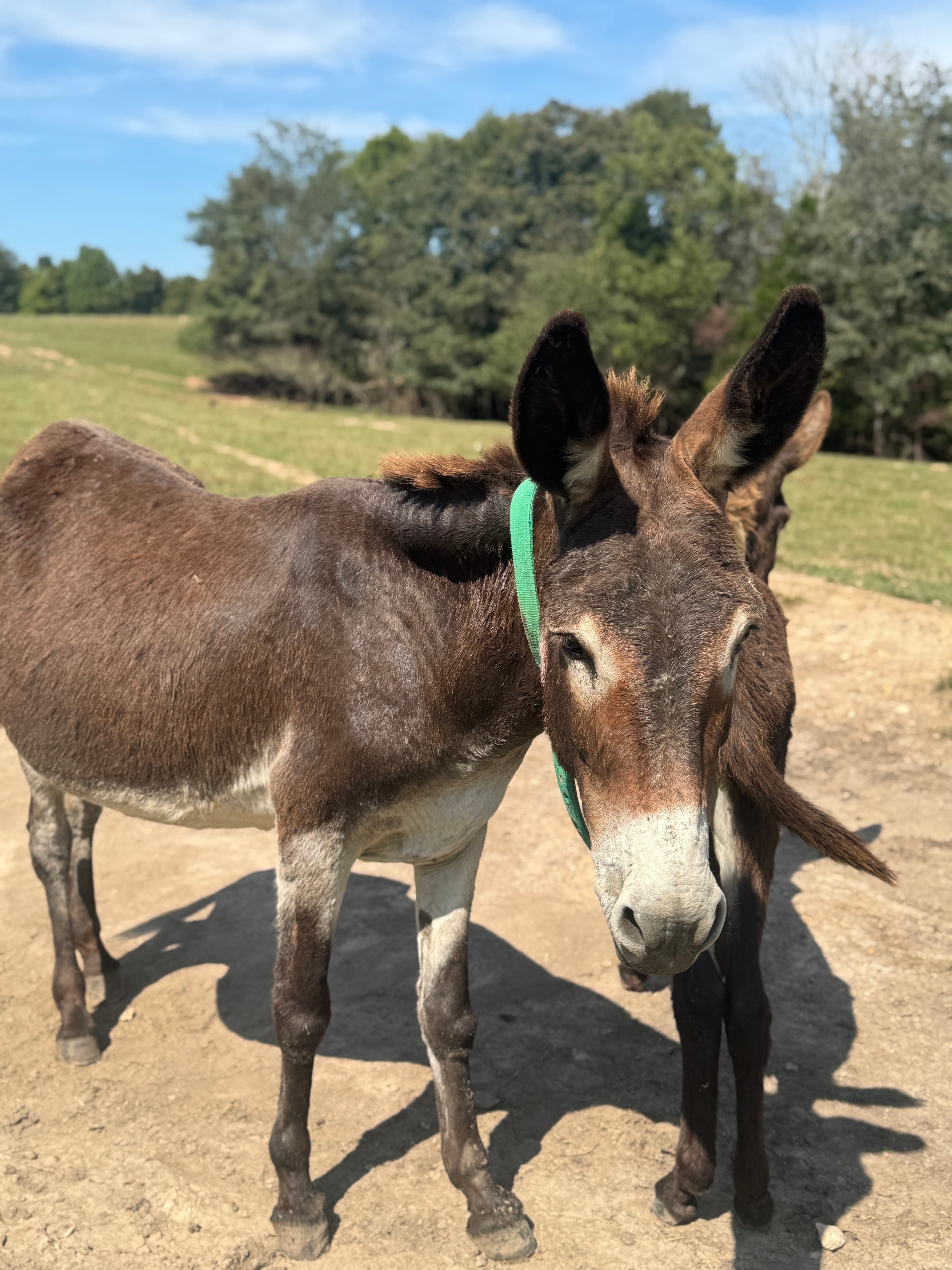 Photo of Olive