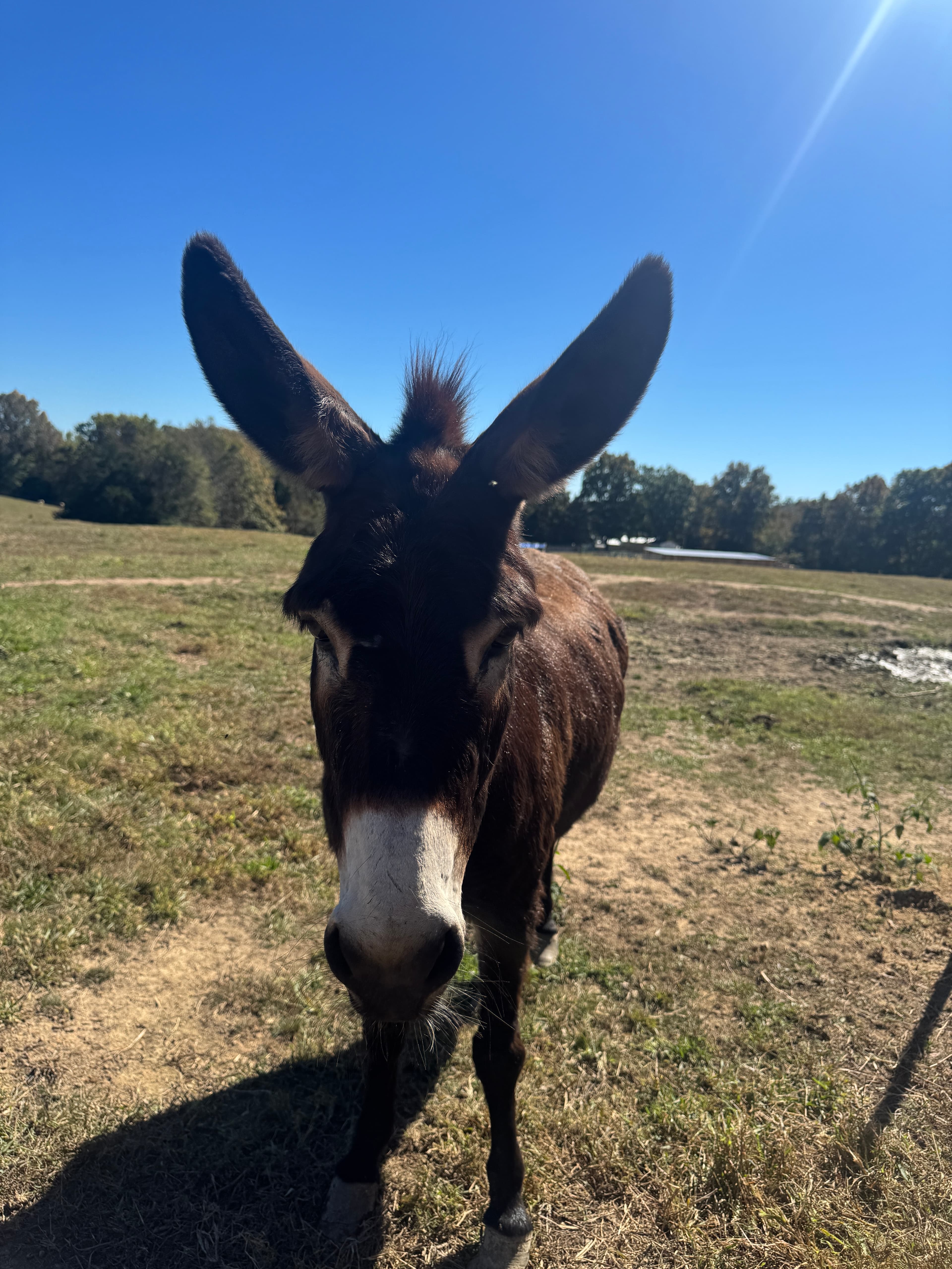 Photo of Nellie