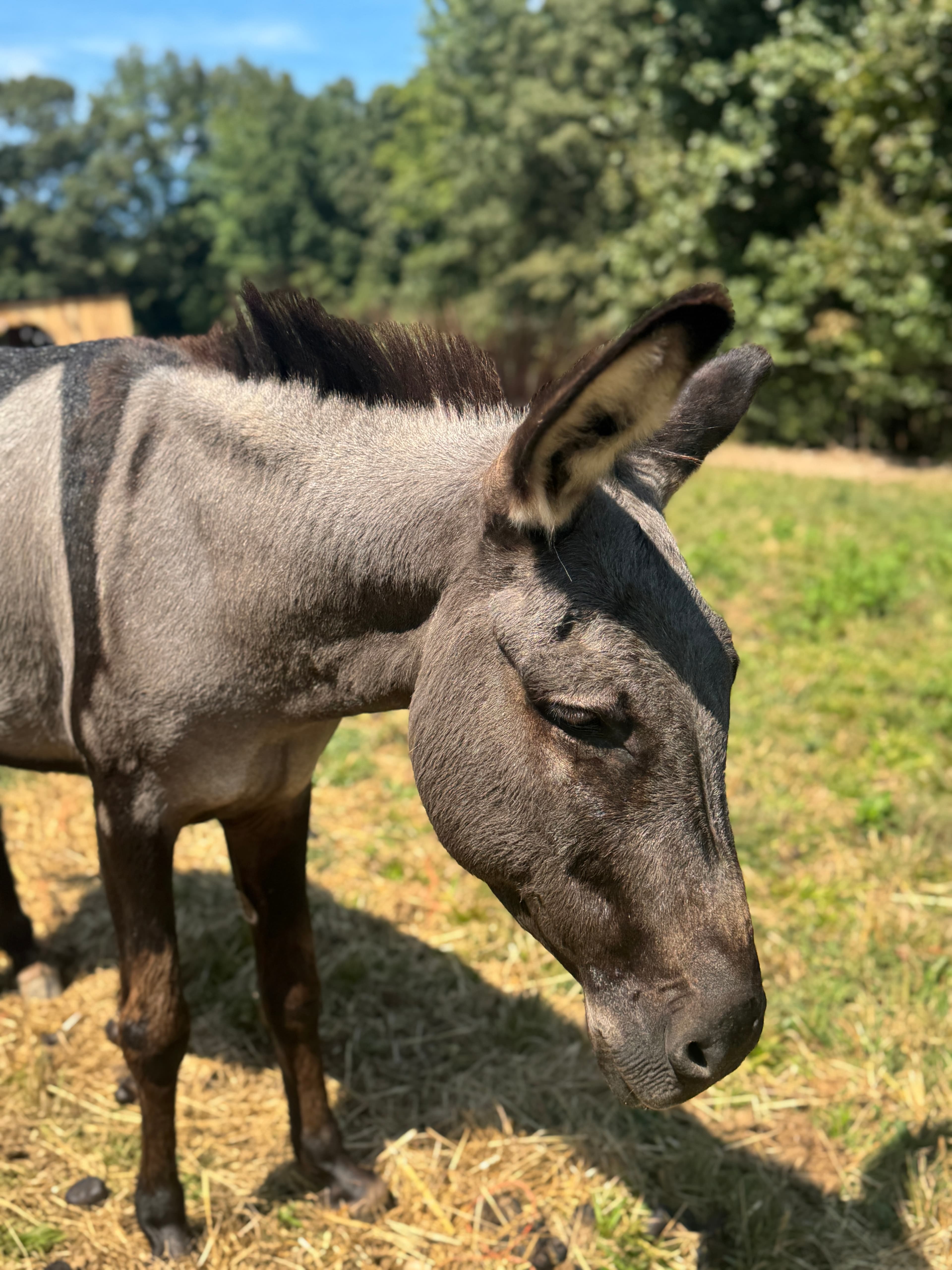 Photo of Picasso