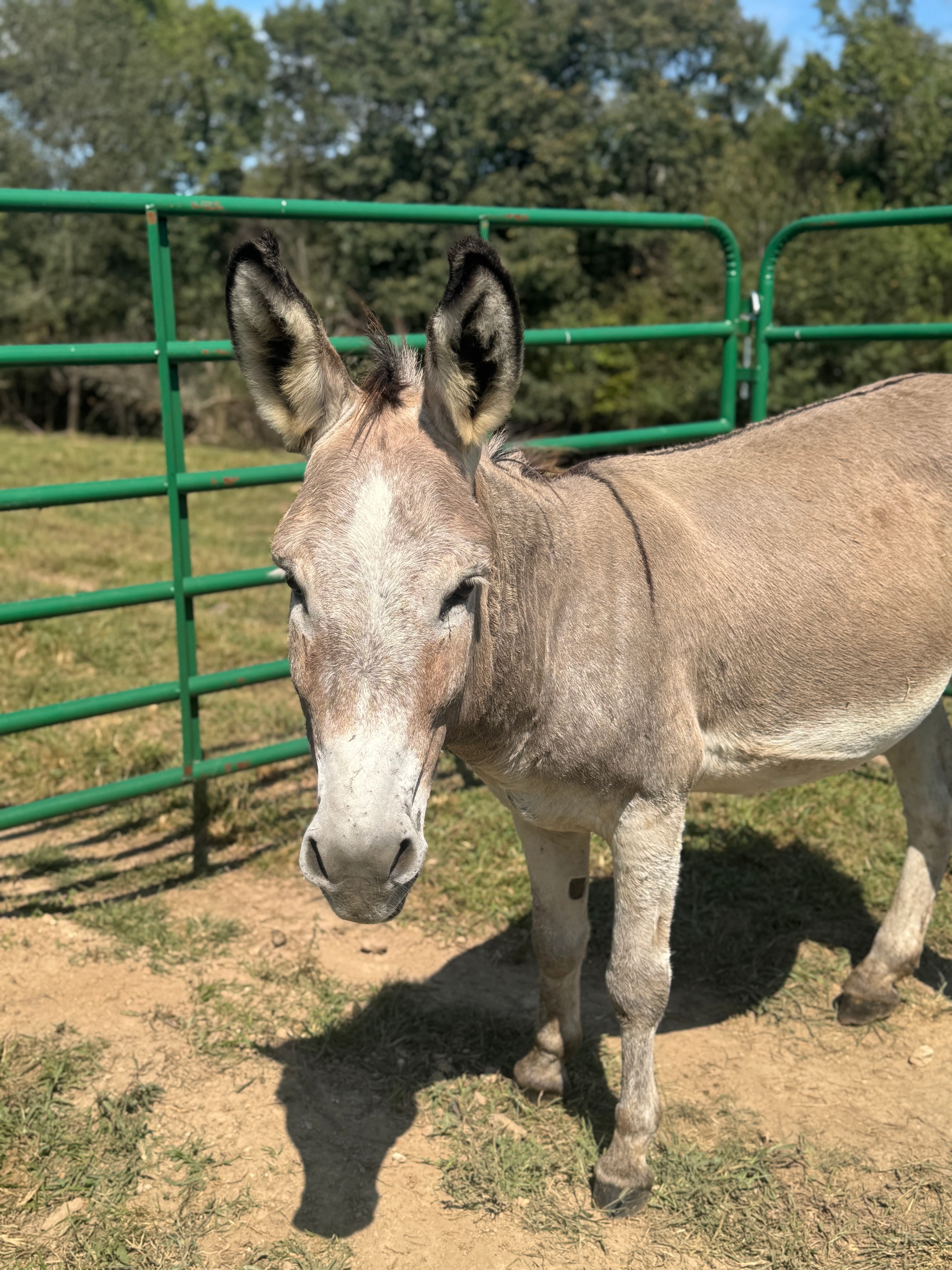 Photo of Roan