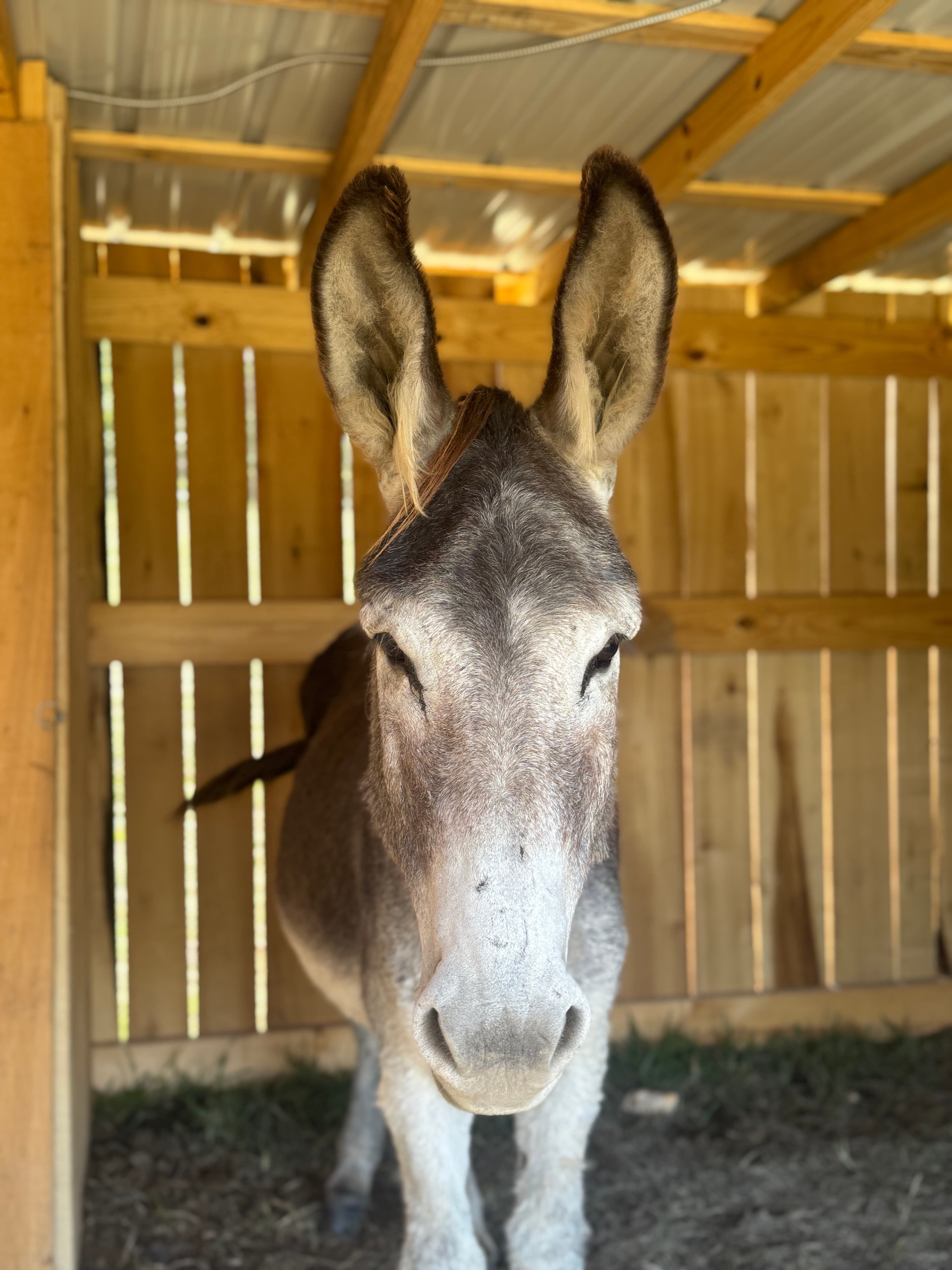 Photo of Rusty