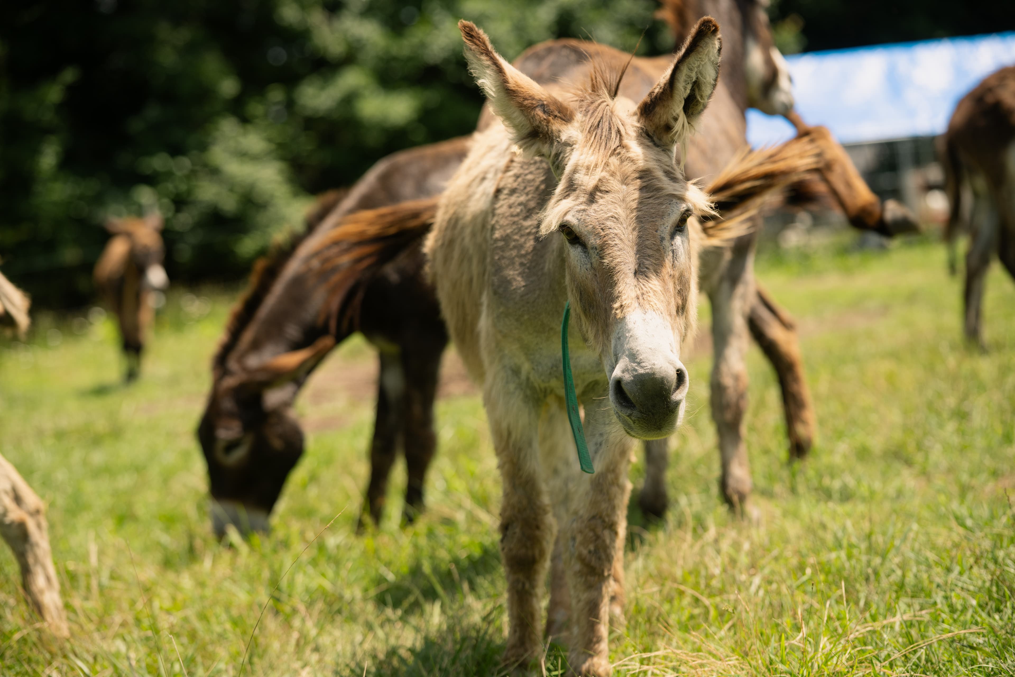 Photo of Scooter