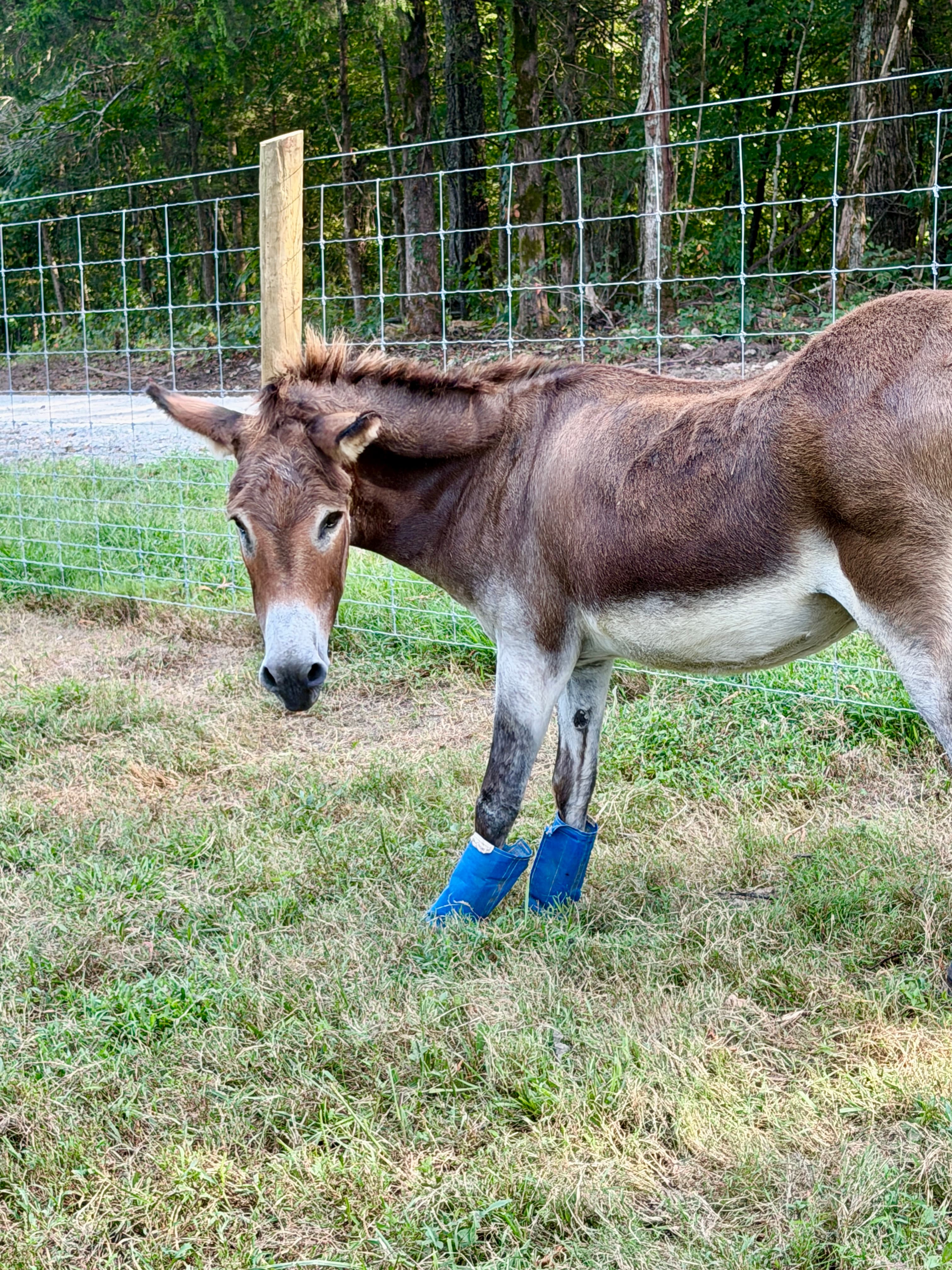 Photo of Donkey Boy