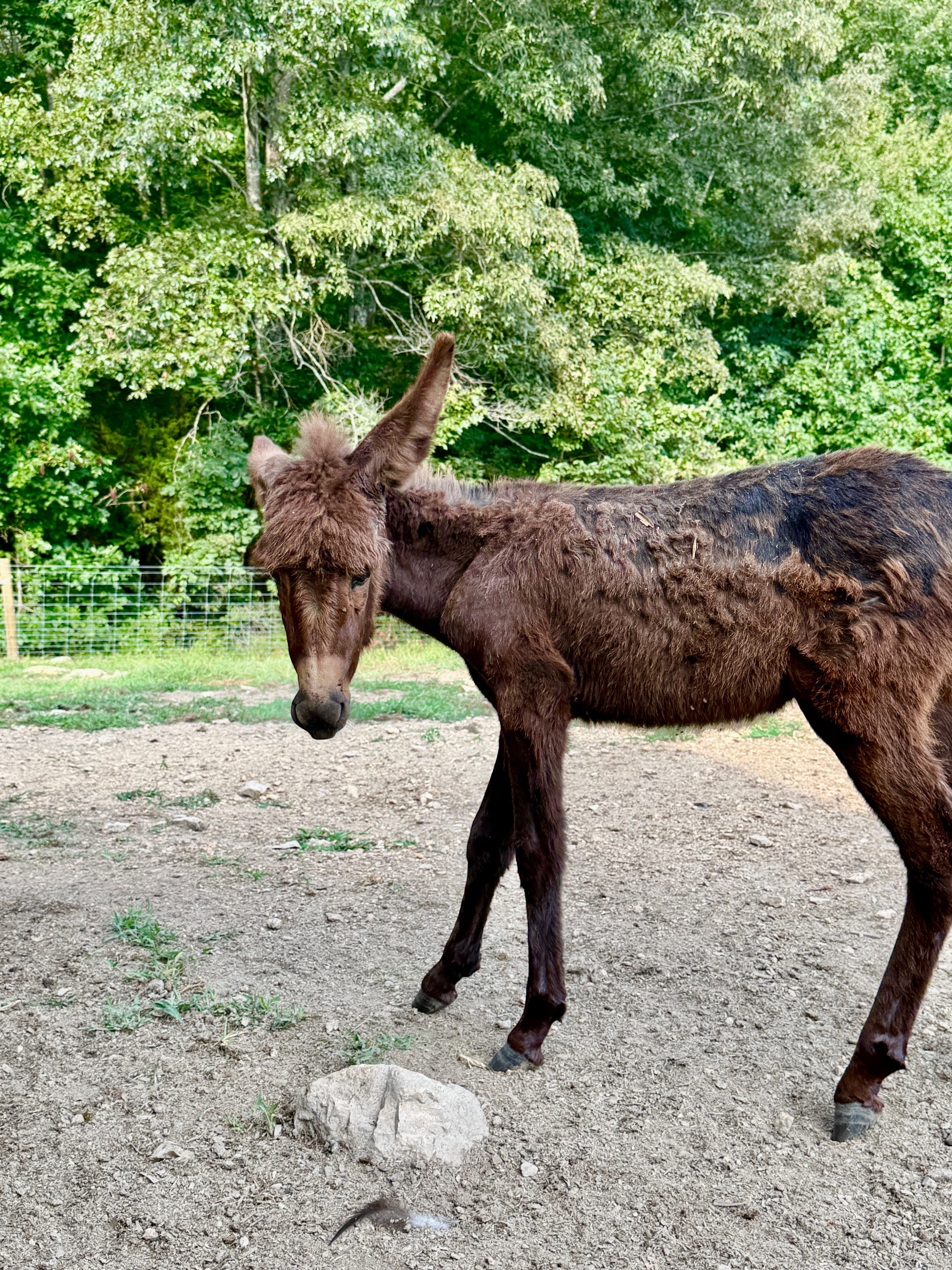 Photo of Scooby