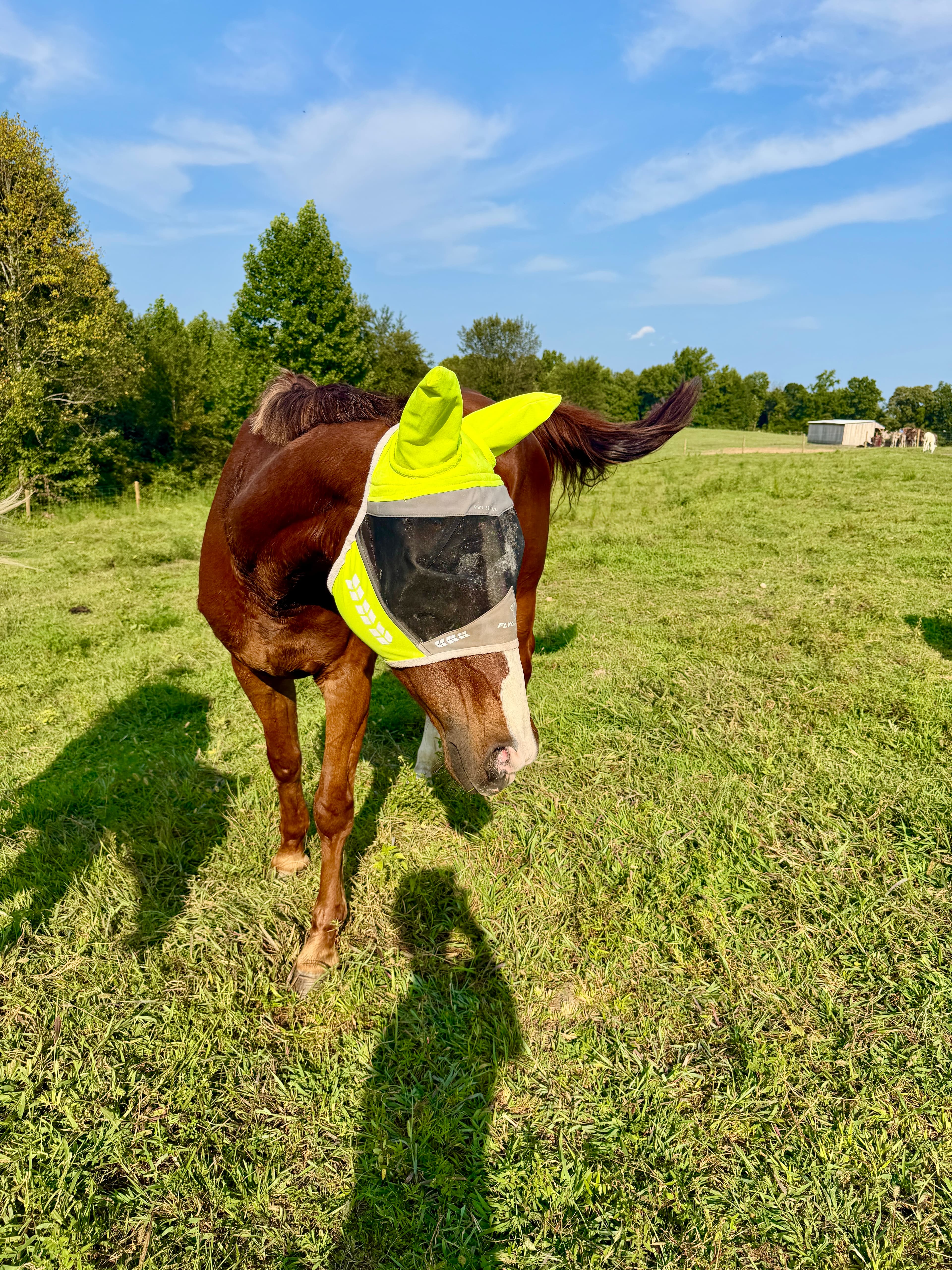 Photo of Pippi