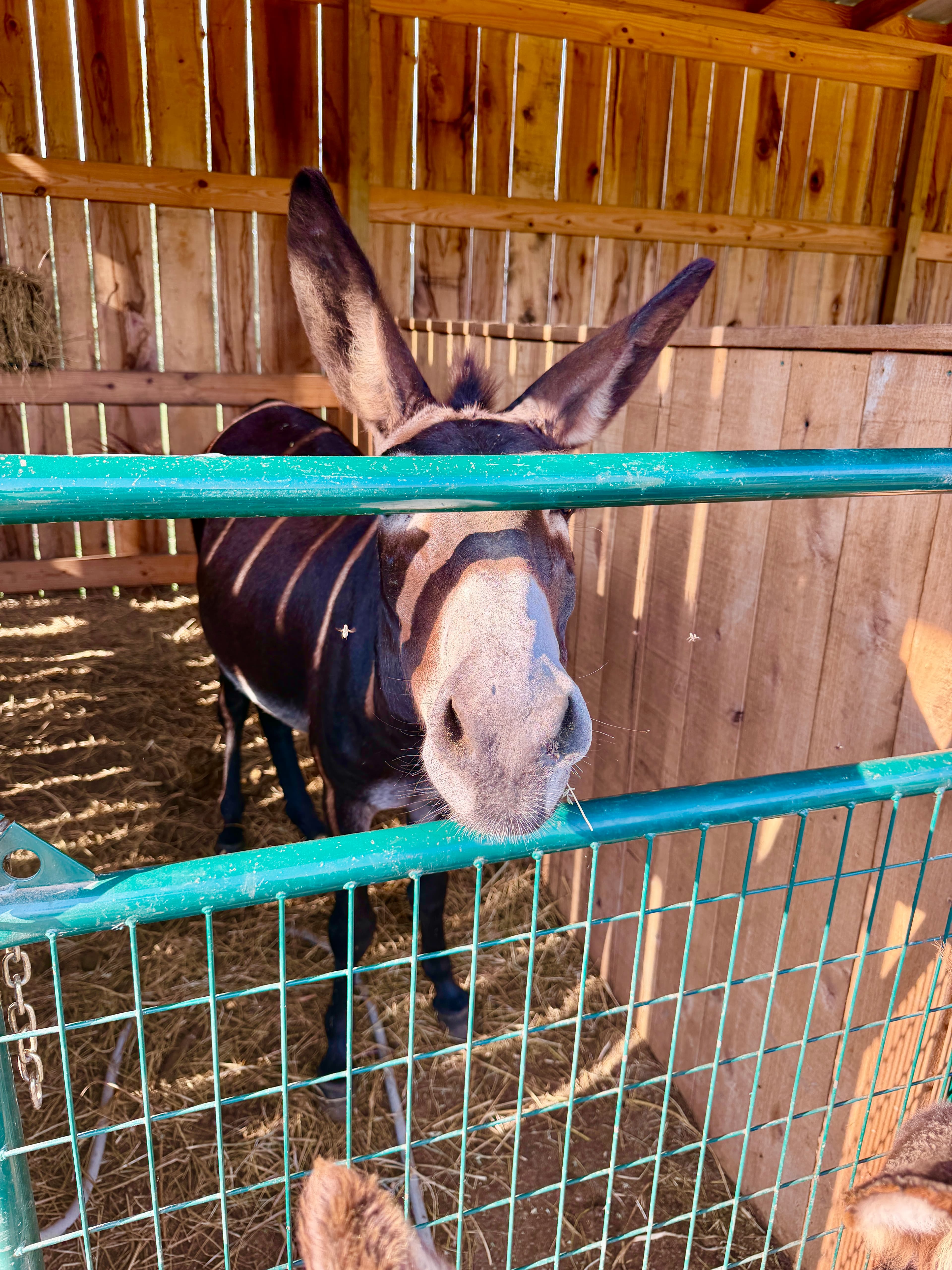 Photo of Amos